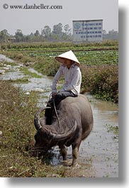 images/Asia/Vietnam/HaLongBay/People/boy-on-waterbuffolo-n-water-3.jpg