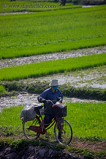 bikes-n-rice-fields-1.jpg