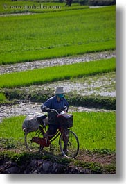 images/Asia/Vietnam/HaLongBay/RiceFields/bikes-n-rice-fields-1.jpg