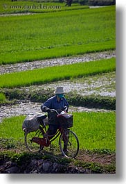 asia, bikes, fields, ha long bay, rice, rice fields, vertical, vietnam, photograph