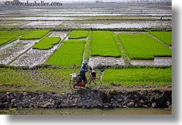 asia, bikes, fields, ha long bay, horizontal, rice, rice fields, vietnam, photograph