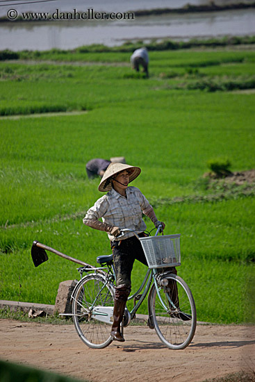 bikes-n-rice-fields-4.jpg