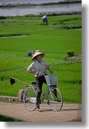 asia, bikes, fields, ha long bay, rice, rice fields, vertical, vietnam, photograph