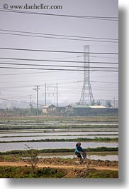 asia, bikes, fields, ha long bay, rice, rice fields, telephones, vertical, vietnam, wires, photograph