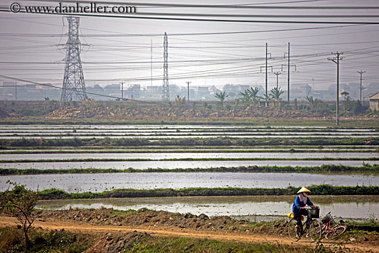 bikes-n-rice-fields-n-telephone-wires-4.jpg