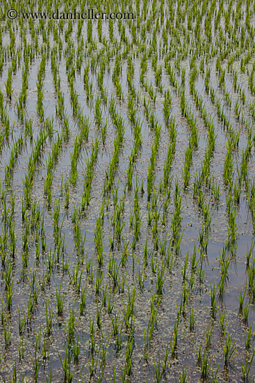 flooded-rice-fields-1.jpg