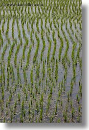 asia, fields, flooded, ha long bay, rice, rice fields, vertical, vietnam, photograph