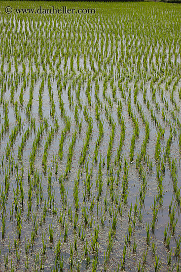 flooded-rice-fields-2.jpg