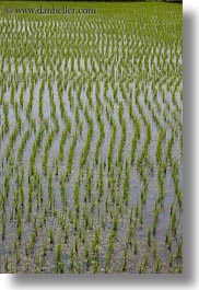 images/Asia/Vietnam/HaLongBay/RiceFields/flooded-rice-fields-2.jpg