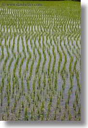 asia, fields, flooded, ha long bay, rice, rice fields, vertical, vietnam, photograph