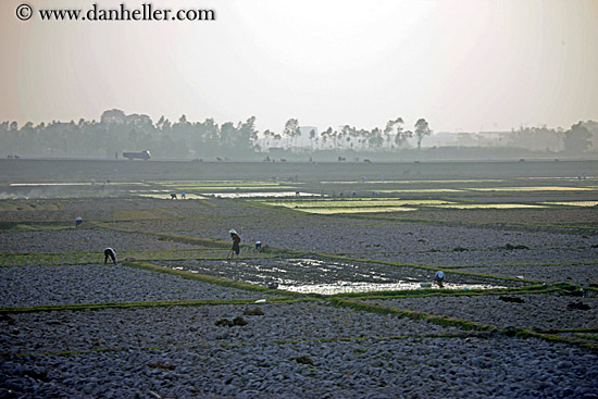 hazy-rice-fields-04.jpg