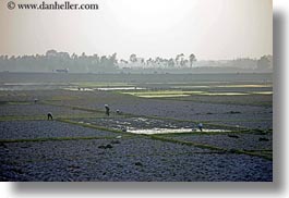 asia, fields, ha long bay, hazy, horizontal, rice, rice fields, vietnam, photograph