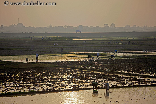 hazy-rice-fields-06.jpg