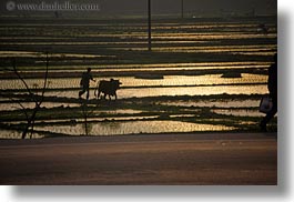 images/Asia/Vietnam/HaLongBay/RiceFields/hazy-rice-fields-07.jpg