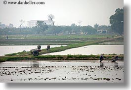 images/Asia/Vietnam/HaLongBay/RiceFields/hazy-rice-fields-10.jpg