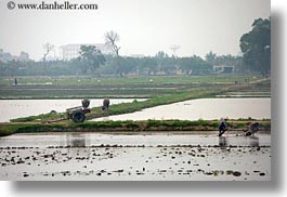 asia, fields, ha long bay, hazy, horizontal, rice, rice fields, vietnam, photograph