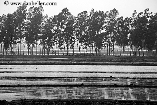 rice-field-n-trees-bw.jpg