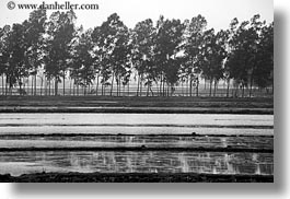 asia, black and white, fields, ha long bay, horizontal, rice, rice fields, trees, vietnam, photograph