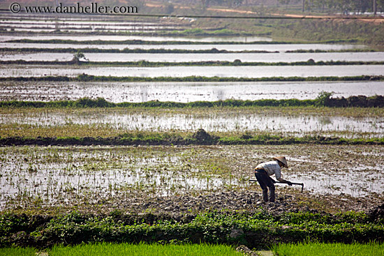 rice-fields-workers-1.jpg