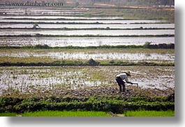 images/Asia/Vietnam/HaLongBay/RiceFields/rice-fields-workers-1.jpg