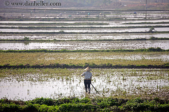rice-fields-workers-3.jpg