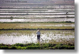 asia, fields, ha long bay, horizontal, rice, rice fields, vietnam, workers, photograph