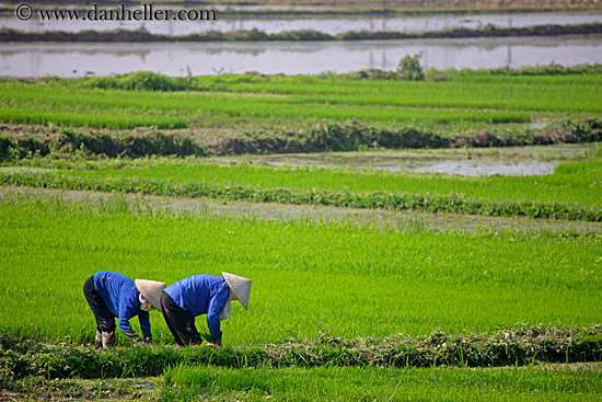 rice-fields-workers-4.jpg