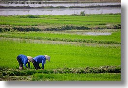 asia, fields, ha long bay, horizontal, rice, rice fields, vietnam, workers, photograph