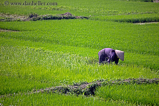 rice-fields-workers-5.jpg