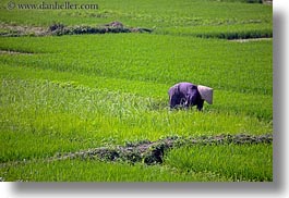 asia, fields, ha long bay, horizontal, rice, rice fields, vietnam, workers, photograph