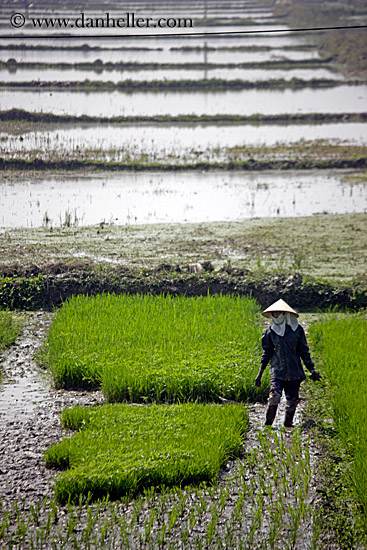 rice-fields-workers-6.jpg