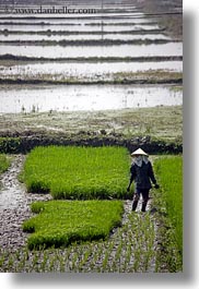asia, fields, ha long bay, rice, rice fields, vertical, vietnam, workers, photograph