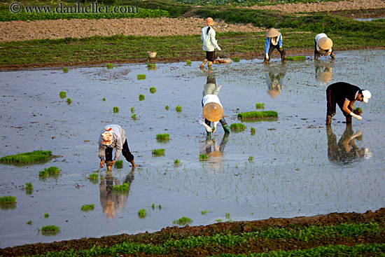 rice-fields-workers-7.jpg