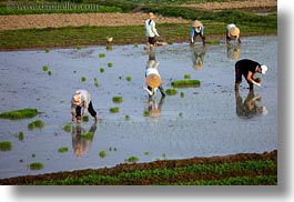 asia, fields, ha long bay, horizontal, rice, rice fields, vietnam, workers, photograph