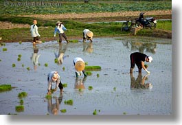 asia, fields, ha long bay, horizontal, rice, rice fields, vietnam, workers, photograph