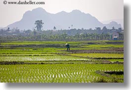 images/Asia/Vietnam/HaLongBay/RiceFields/rice-fields-workers-n-mtn-2.jpg
