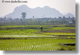 asia, fields, ha long bay, horizontal, mountains, rice, rice fields, vietnam, workers, photograph