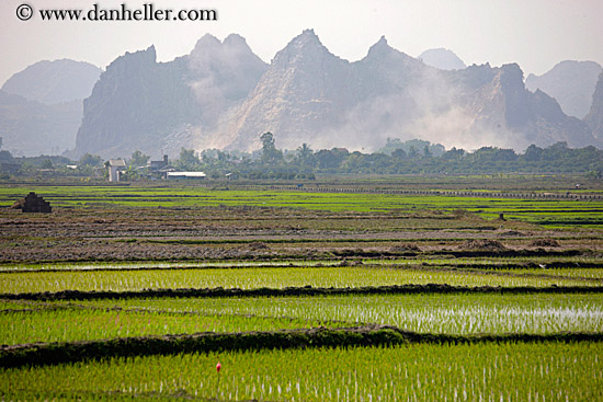 rice-fields-workers-n-mtn-3.jpg