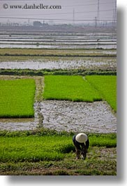 asia, fields, ha long bay, rice, rice fields, telephones, vertical, vietnam, wires, workers, photograph