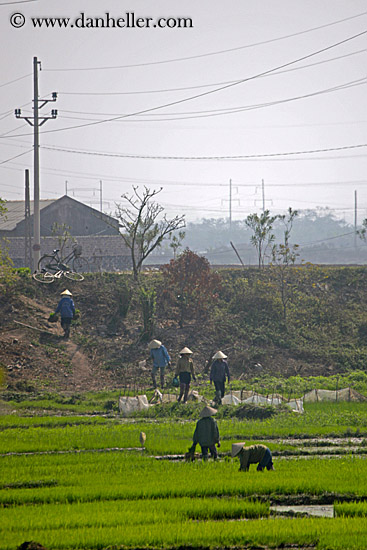 rice-fields-workers-n-telephone-wires-4.jpg