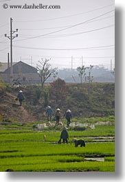 asia, fields, ha long bay, rice, rice fields, telephones, vertical, vietnam, wires, workers, photograph