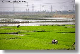 asia, fields, ha long bay, horizontal, rice, rice fields, telephones, vietnam, wires, workers, photograph