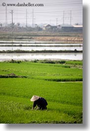 asia, fields, ha long bay, rice, rice fields, telephones, vertical, vietnam, wires, workers, photograph