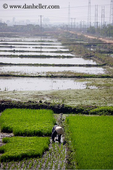 rice-fields-workers-n-telephone-wires-7.jpg