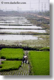 asia, fields, ha long bay, rice, rice fields, telephones, vertical, vietnam, wires, workers, photograph