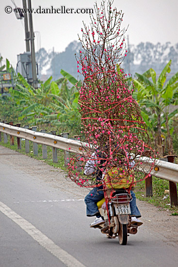 misc-flower-bike-4.jpg