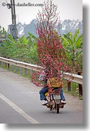 asia, bicycles, bikes, flowers, hanoi, vertical, vietnam, photograph