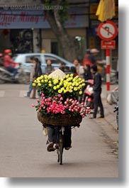 asia, bicycles, bikes, flowers, hanoi, pink, vertical, vietnam, yellow, photograph