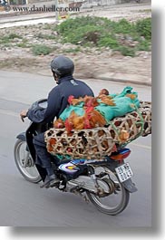 asia, bikes, chickens, hanoi, motorcycles, stuff, vertical, vietnam, photograph