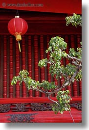 images/Asia/Vietnam/Hanoi/ConfucianTempleLiterature/Gardens/red-lantern-n-green-tree-leaves-1.jpg